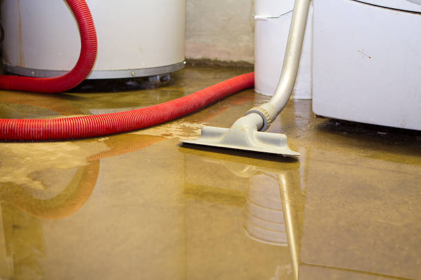 Best Mold removal after water damage  in Virden, IL